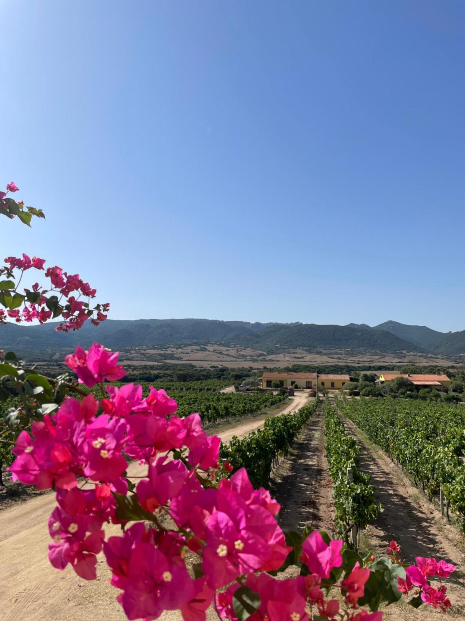 Agriturismo Campesi Casale Tra Le Vigne أغلينتو المظهر الخارجي الصورة