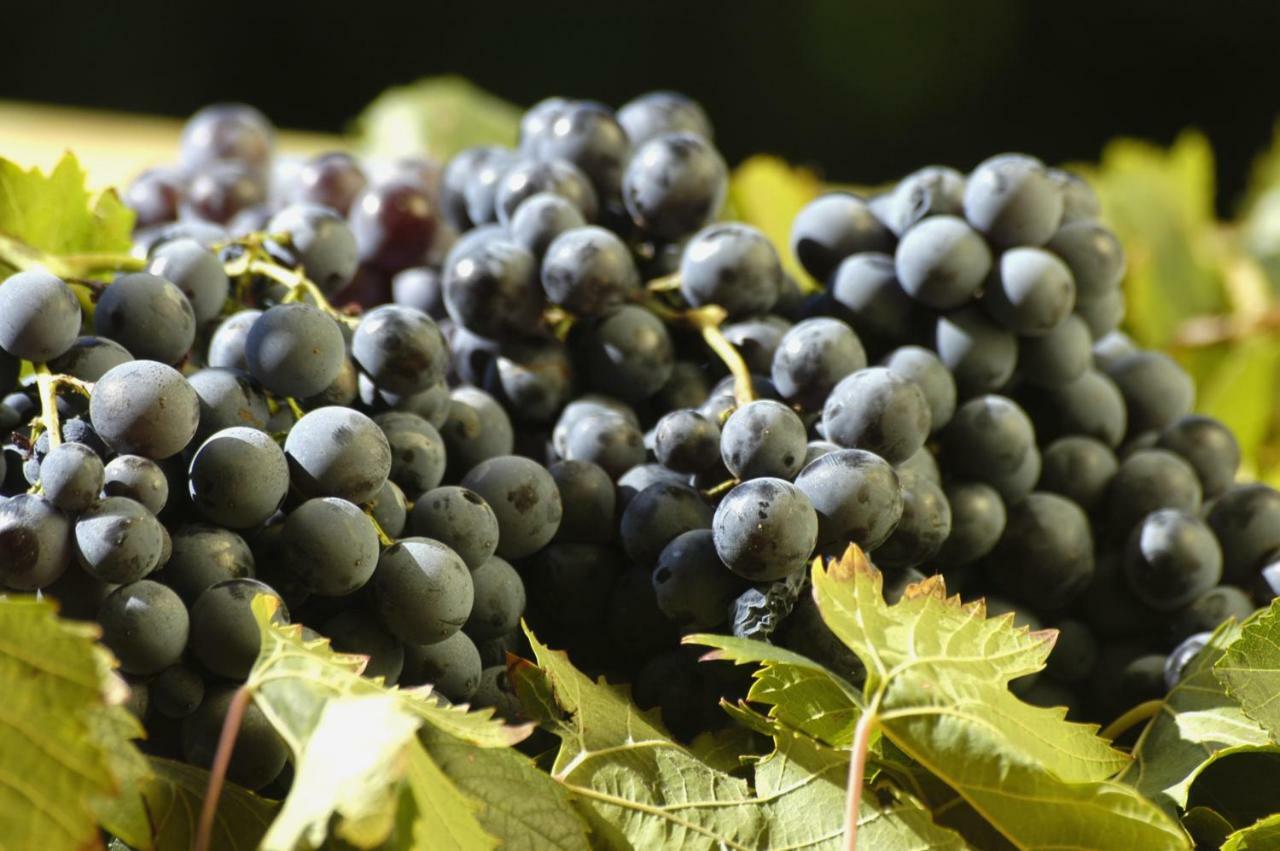 Agriturismo Campesi Casale Tra Le Vigne أغلينتو المظهر الخارجي الصورة
